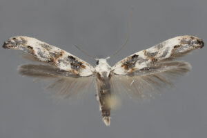 Monday Moth
