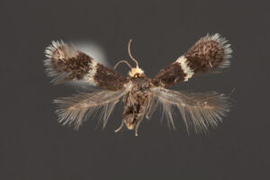 Monday Moth