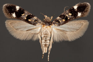 Monday Moth
