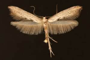 Monday Moth