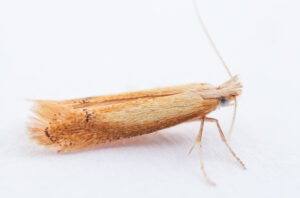 LepCourse 2013 – learn about moths and butterflies!