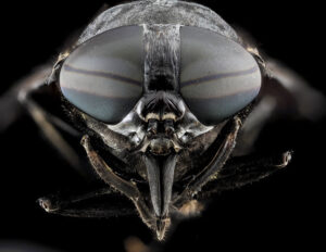 Specimen Imaging Demonstration – Live!