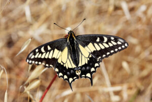 Butterfly Porn