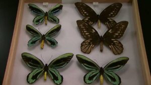 Cal Academy Butterflies