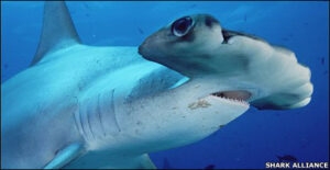 Vote for Shark Conservation!