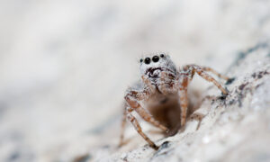 A Sierran Spider